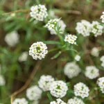 بومادران؛ از افسانه آشیل تا اکسیر مدرن سلامتی